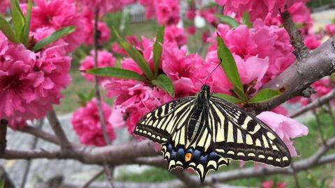 国产蝴蝶B视频,探索创新与传承的舞蹈之美