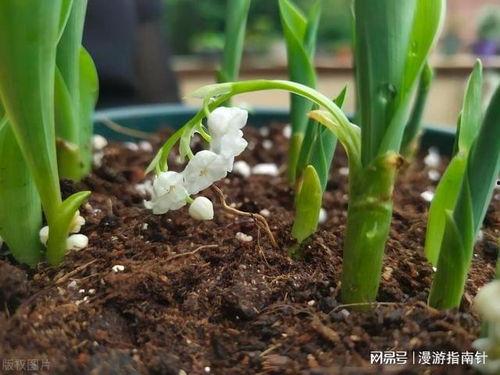 国产铃兰的繁殖方法视频