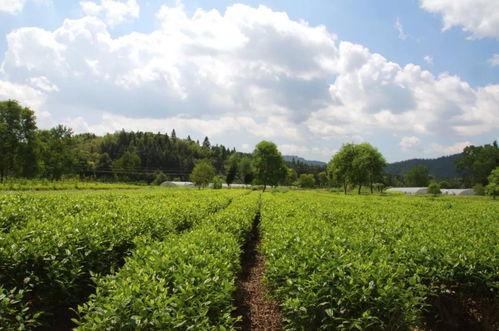 国产极品玉儿全部视频  第1张