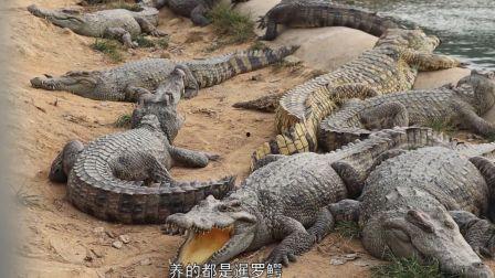 国产大鳄养殖视频,从孵化到成鳄的蜕变之旅