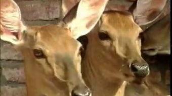 国产大鳄养殖视频,从孵化到成鳄的蜕变之旅  第2张