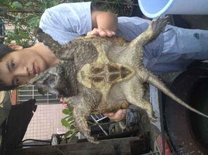 国产大鳄养殖视频,从孵化到成鳄的蜕变之旅  第3张