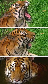 之前常看的国产老虎视频,捕捉野生王者瞬间  第1张