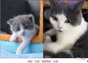 猫咪国产资源视频大全,萌宠瞬间，治愈你的心灵  第3张